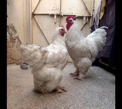 white buff chicks
