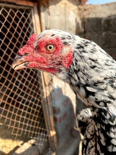 cheeni aseel murgi aseel chicks