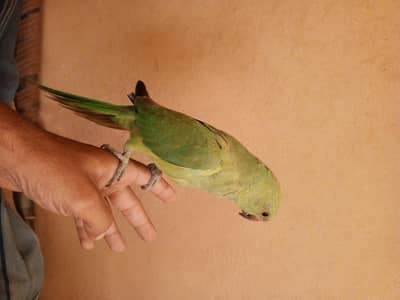 ringneck pathan for sale hand tamed zero bite