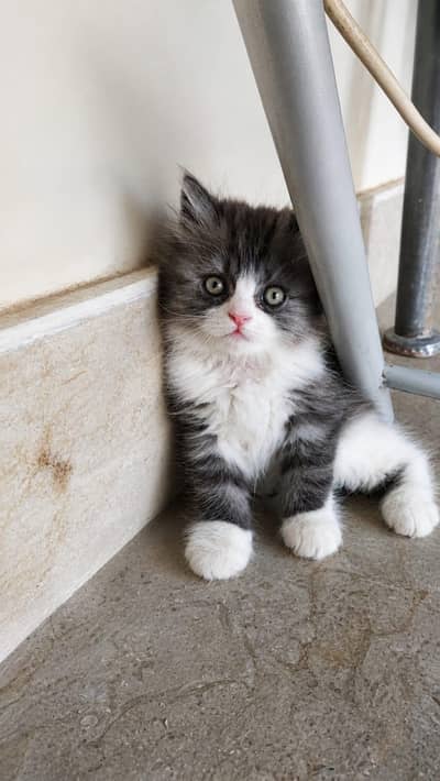 kitten for sale
