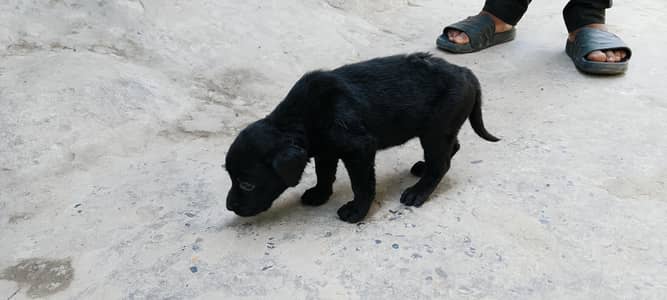 Labrador puppies for sale