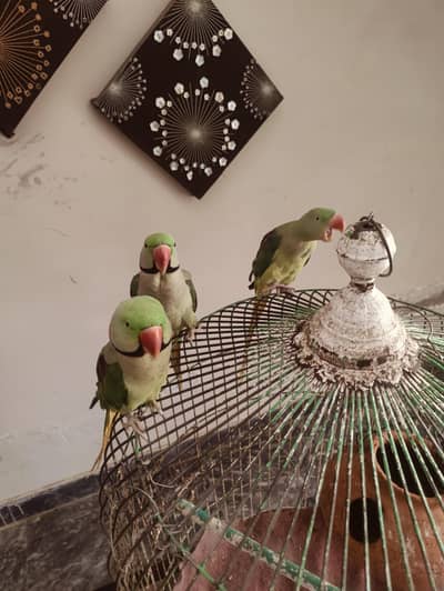 raw parrot