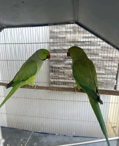 Ringneck parrot