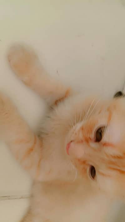 cat for sale fully vaccinated and trained