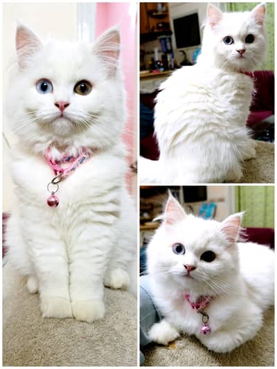 Double coated Persian Cat (female) for sale
