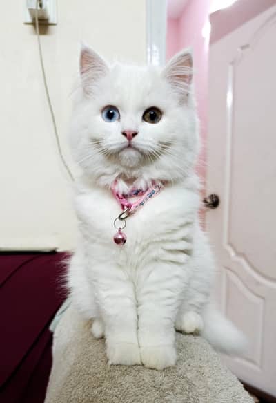 Double coated Persian Cat (female) Dual Colored Eyes