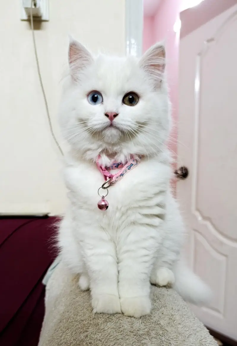 Double coated Persian Cat (female) for sale — photo 2