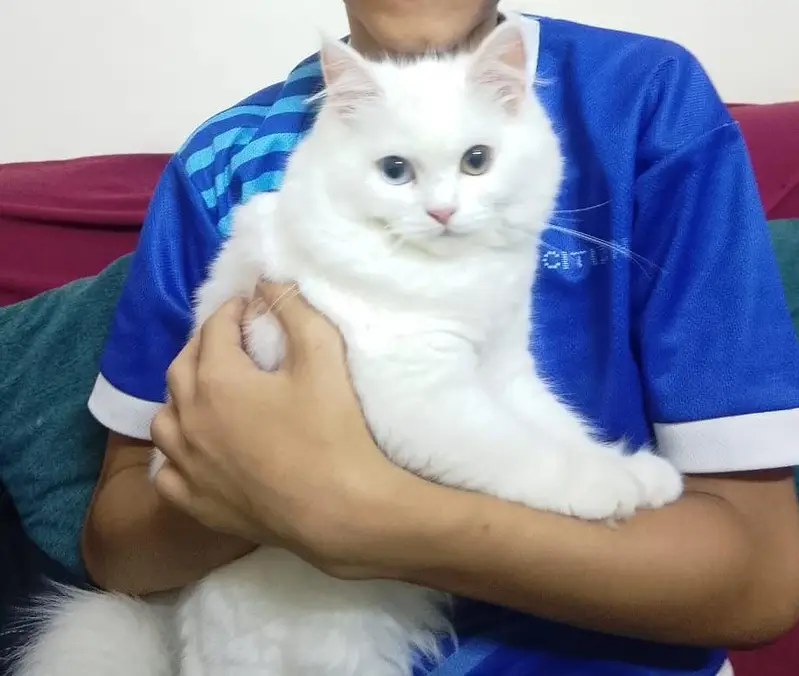 Double coated Persian Cat (female) for sale — photo 3