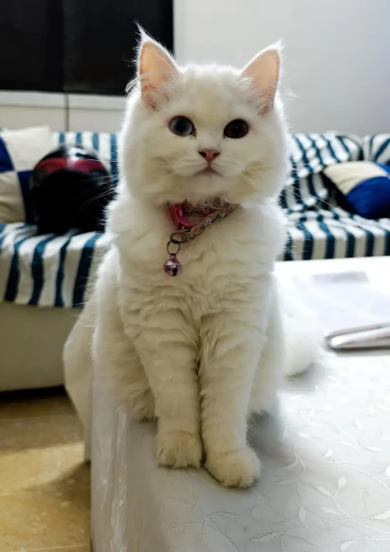 Double coated Persian Cat (female) for sale — photo 4