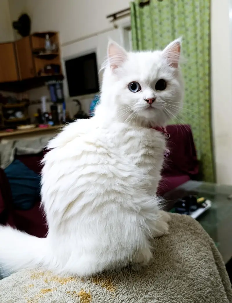 Double coated Persian Cat (female) for sale — photo 5