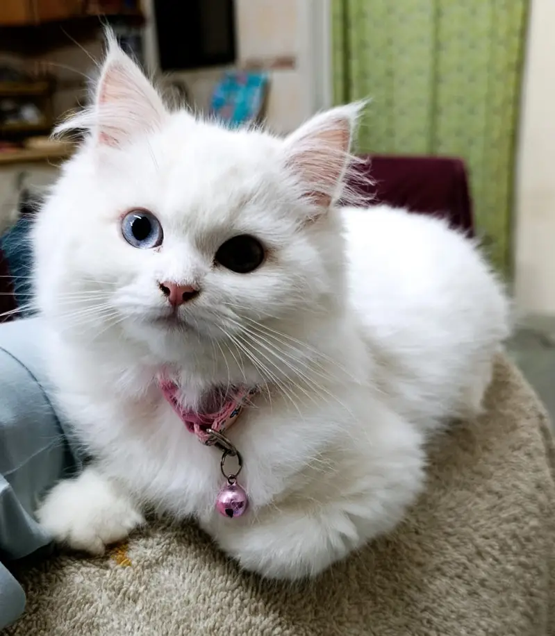 Double coated Persian Cat (female) for sale — photo 6