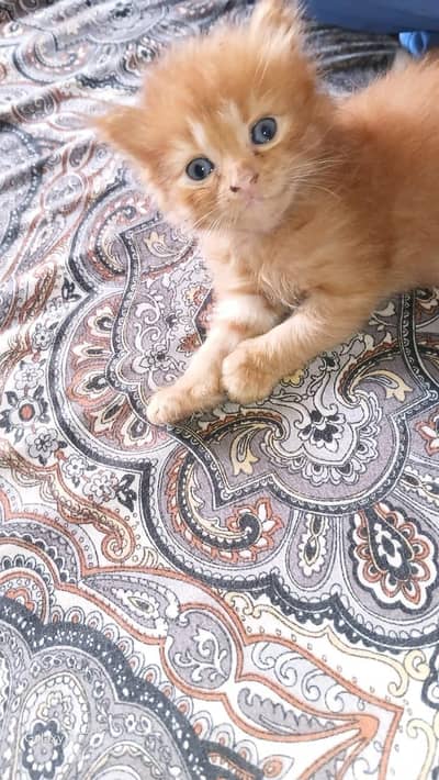Persian cat kitten Available