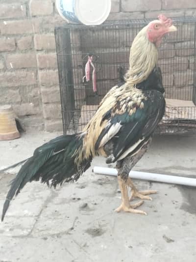 aseel mianwali