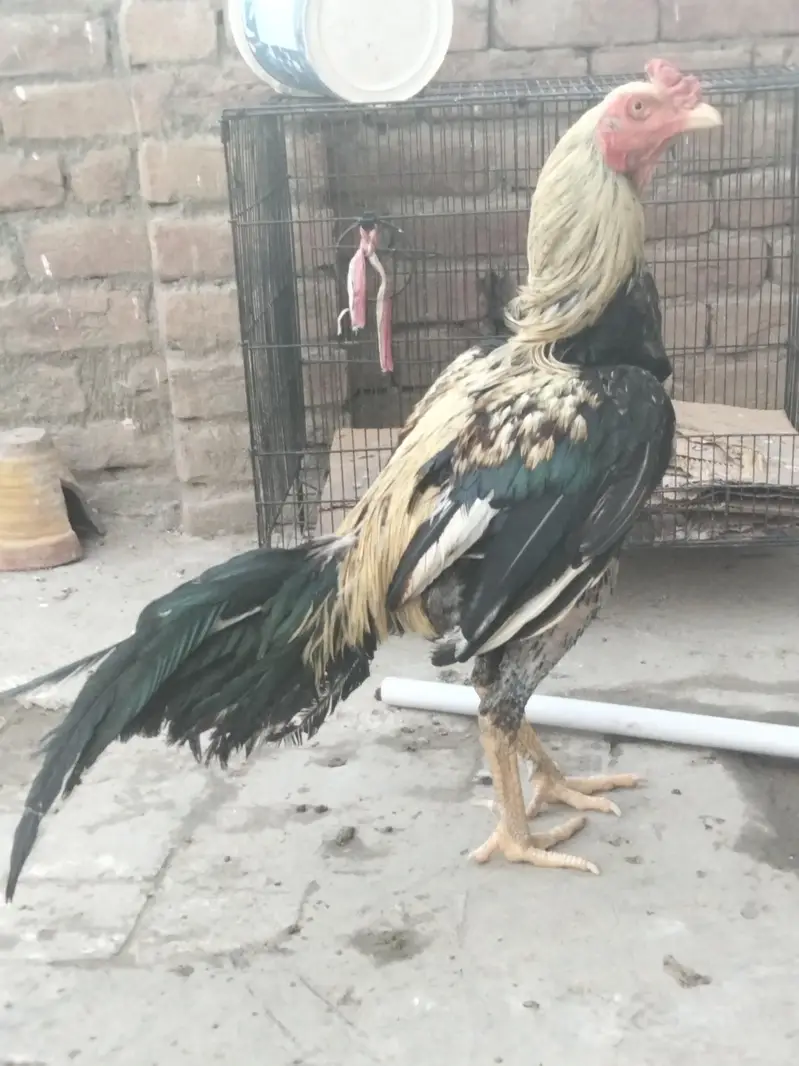 aseel mianwali