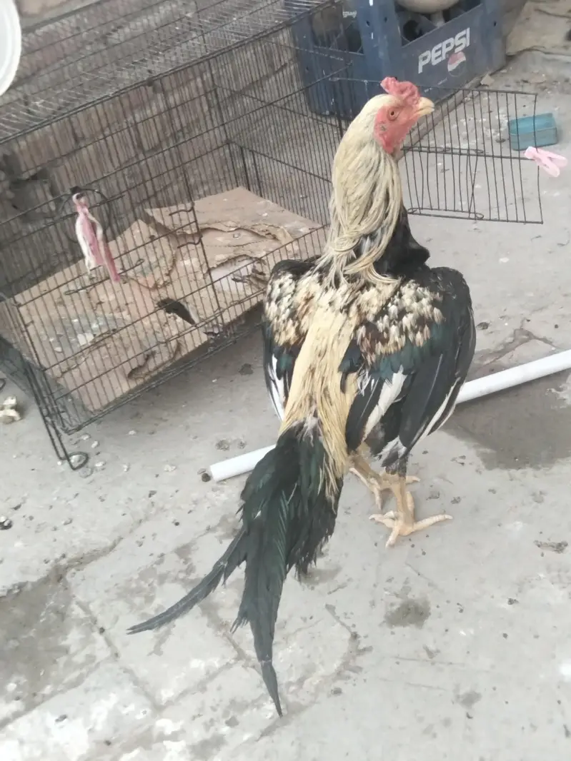 aseel mianwali — photo 2