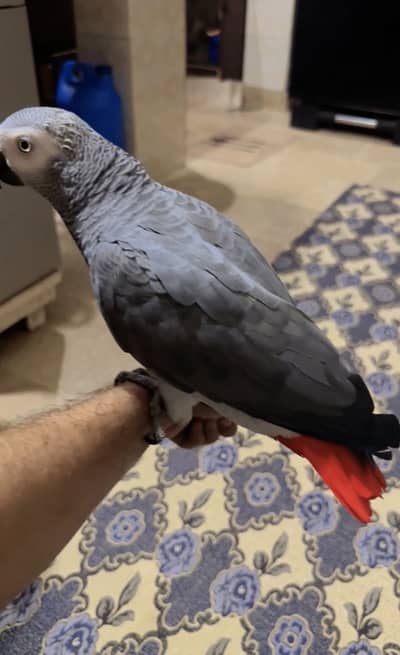 African Grey Full Cango size Hand tame