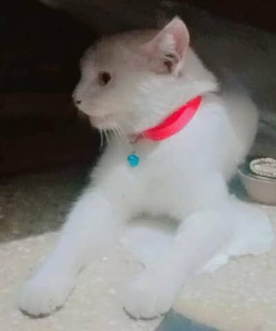 beautiful home cat available family cat litter train
