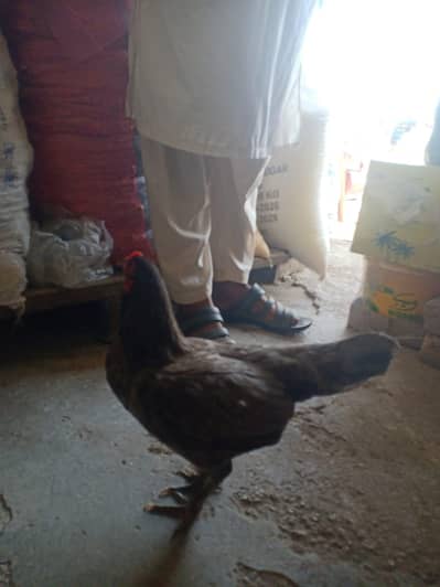 mix of Desi and astrolop young hen