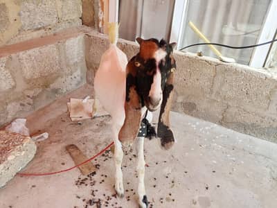 desi bakra