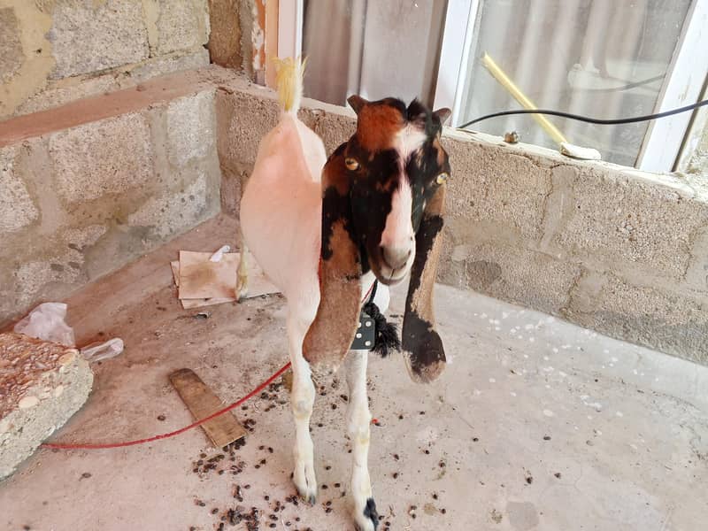 desi bakra 0