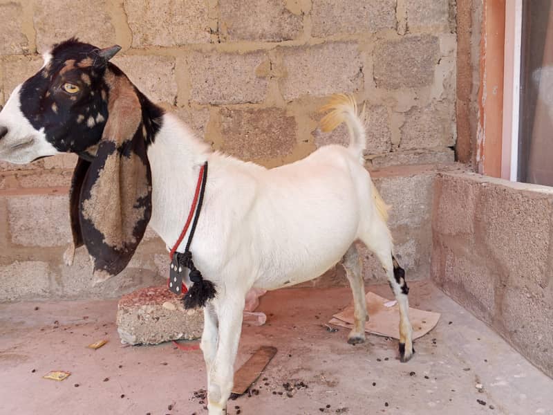 desi bakra 1