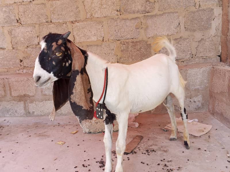 desi bakra 2