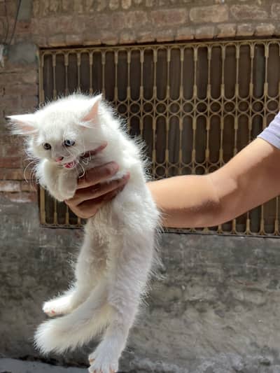 Persian cat male baby