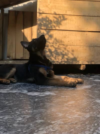 Stock coat german sephard puppy