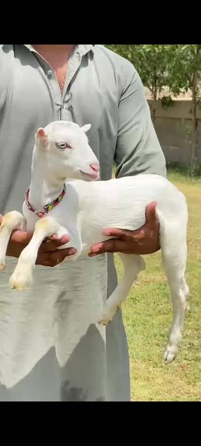 Beautiful white gulabi teddy female kid