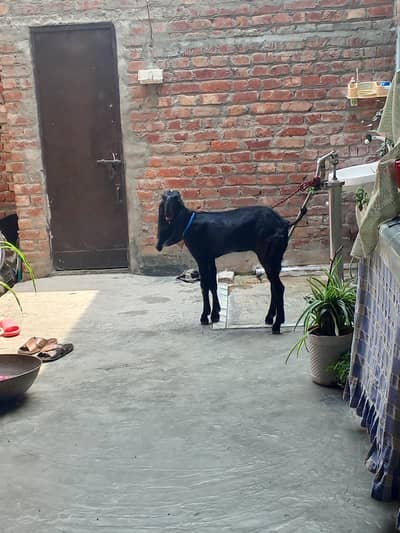 ambersari bital pure