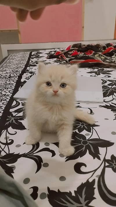 Persian | kittens | Cats | Billi | Kitty |  WA 0348 | 0290 | 146