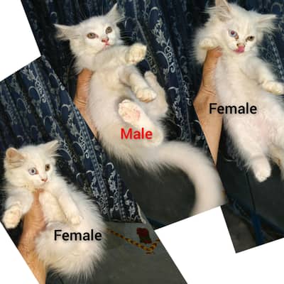 2 female different eyes 1 male (Per piece 5ooo)