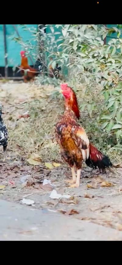 Aseel pair for sale