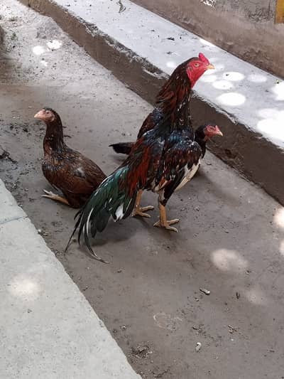 pure Aseel mianwali_pakistani Aseel hens /egg laying aseel_lakha aseel