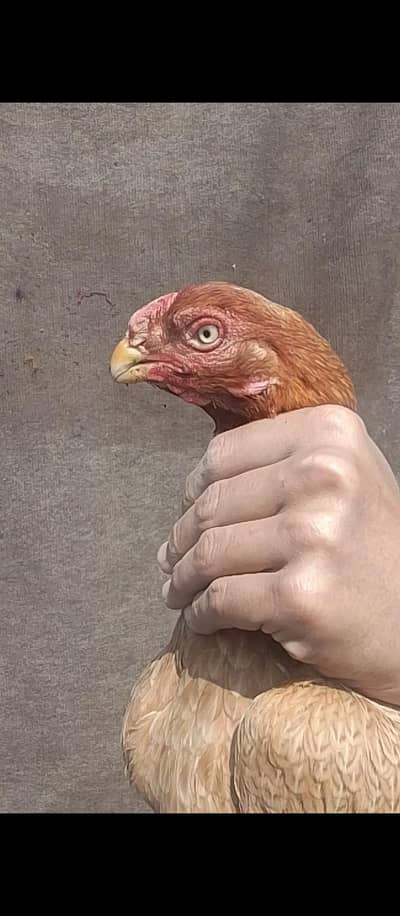 Urgent Sale Parrot Beak Madi