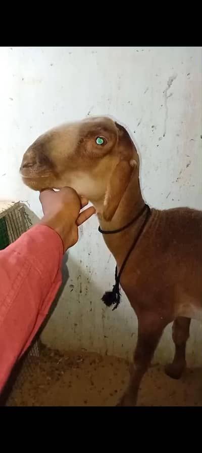 mundra sheep dumba larkana kajla khara gulab bakra goat bacha kid male
