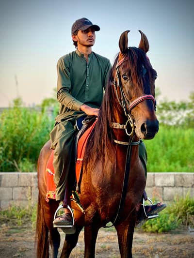 komait horse urgent sale