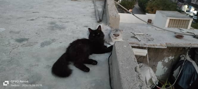 cat pair for sale