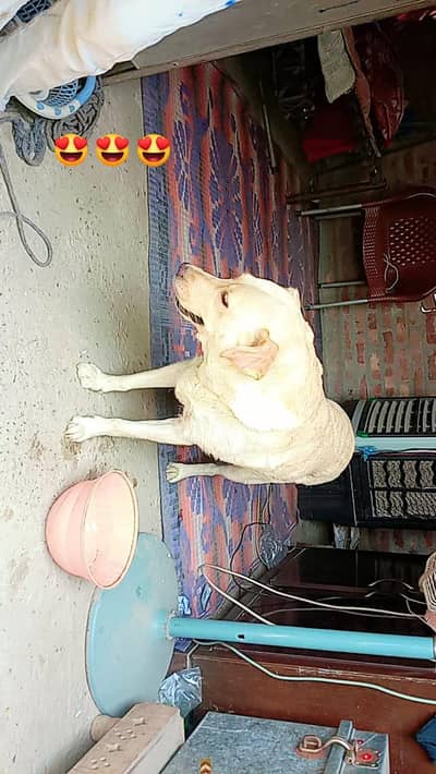 Labrador female for sale
