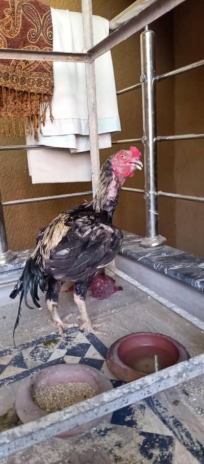 Aseel Rooster Strong Healthy Breed