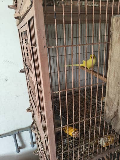 Yellow Ringneck Breeder Pair 100%
