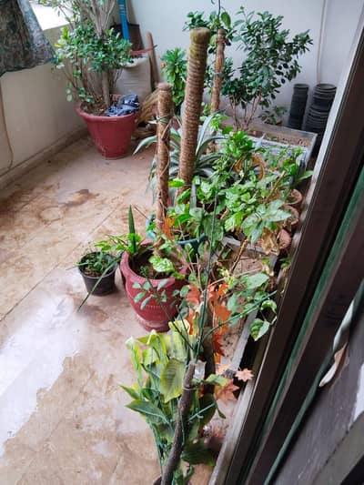 Mix Indoor & Outdoor plants Aone condition