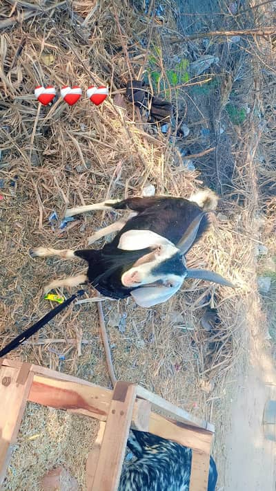 Breeder tapri bakra