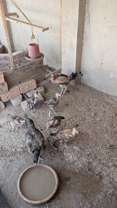 Aseel for sale sb anday deti hain murgiyaan