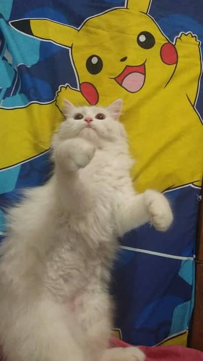 Blue eyes Persian Male