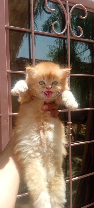 Persian kitten