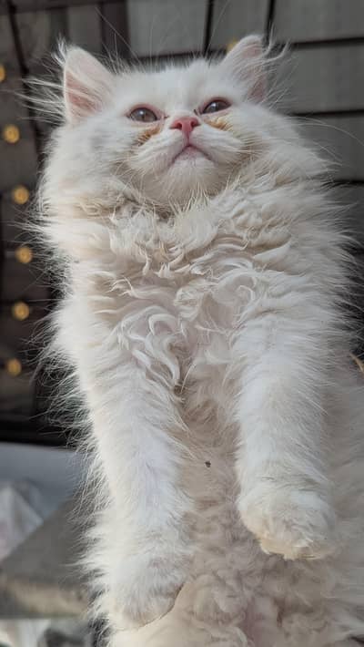 Punch face kittens
