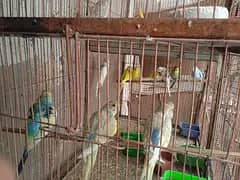 budgies mix bajri rainbow healthy young breeder pairs 17 plus 15 patha