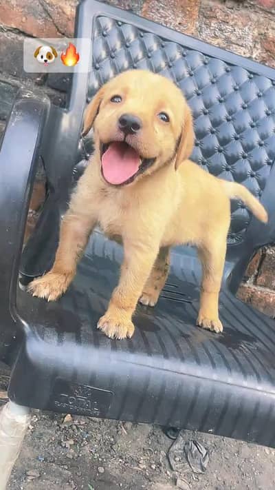 LABRADOR BARITS FEMALE PAPY AVAILABLE NEW HOME