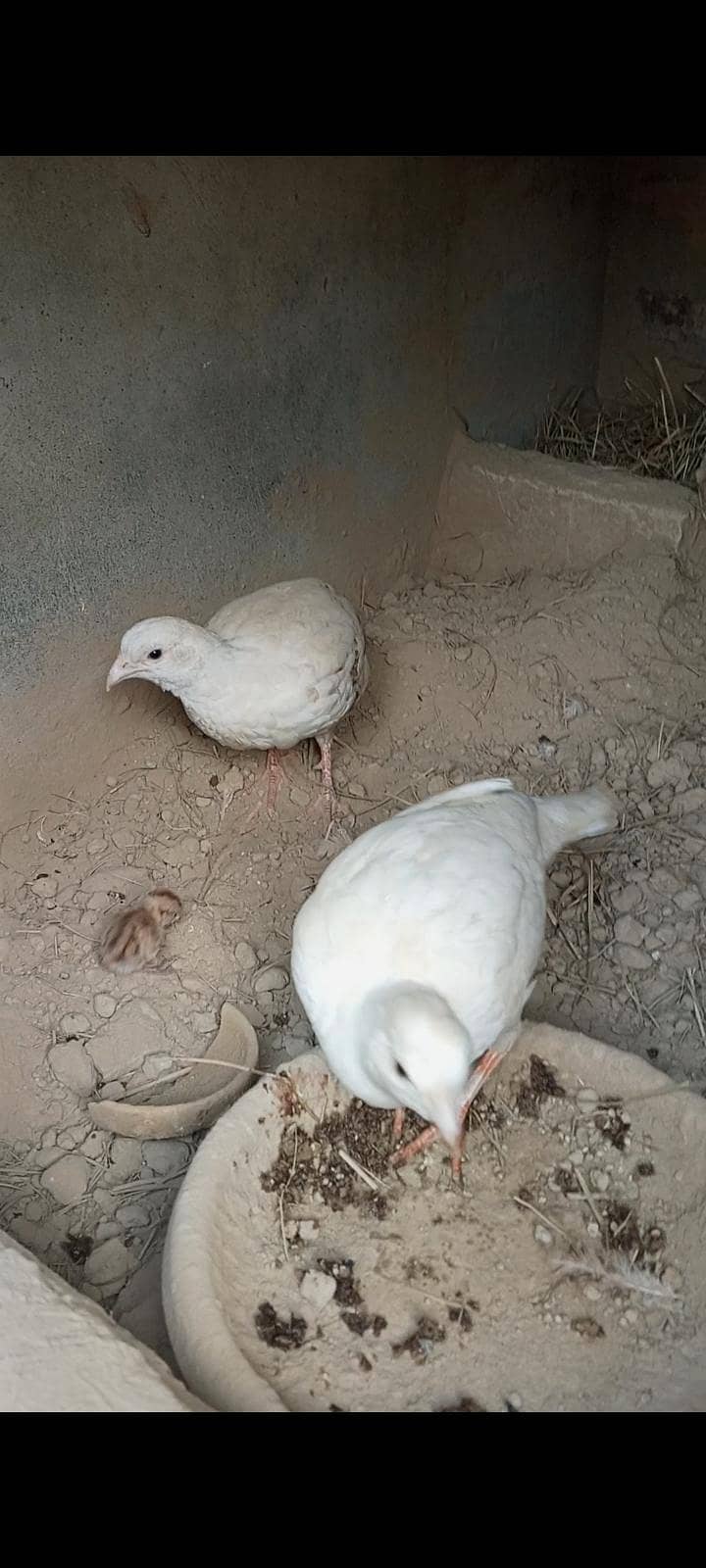 سیفد تیتر 0